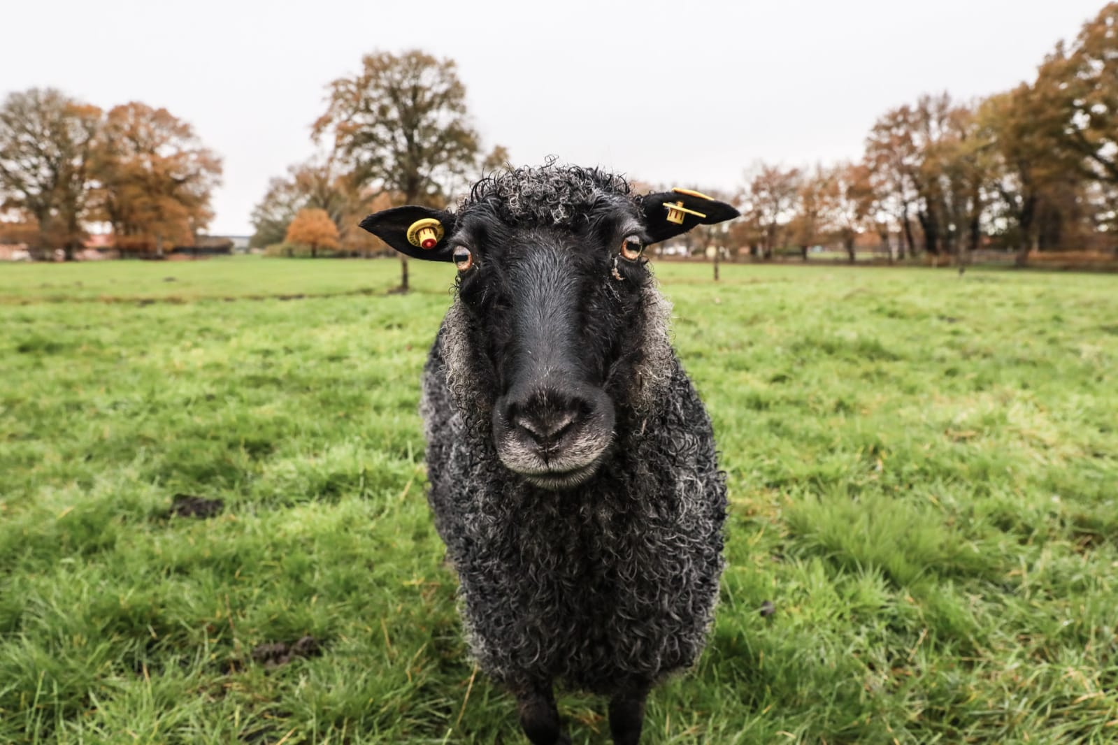 Ein schwarzes Schaf auf der Weide