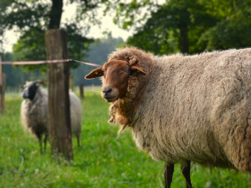 DSC_0436_20250709_104541_0000