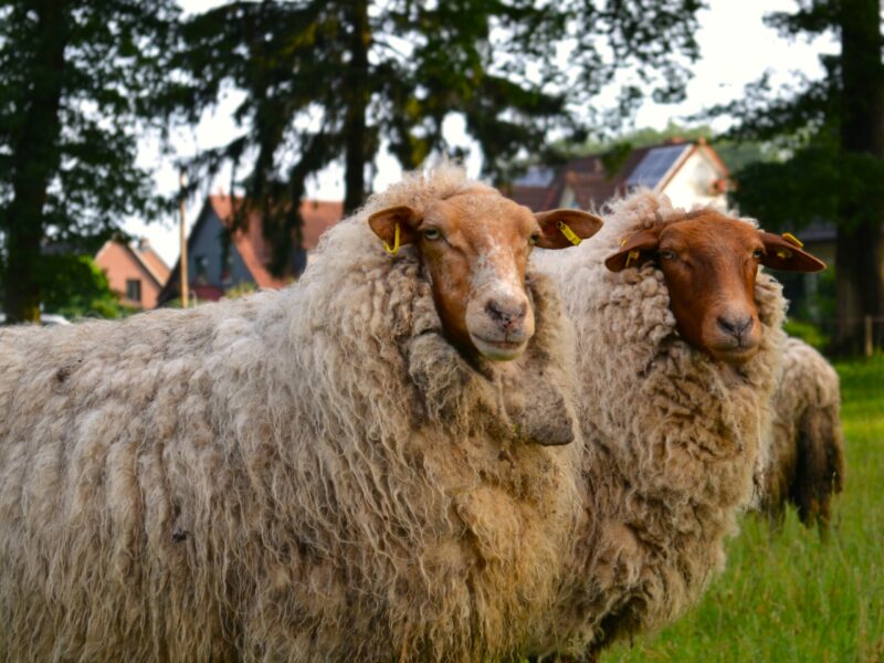 DSC_0467_20250709_104555_0000